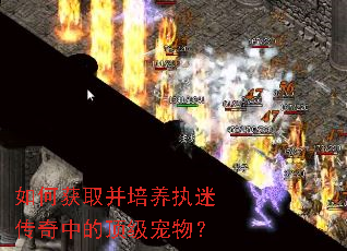 如何获取并培养执迷传奇中的顶级宠物? 如何获取并培养执迷传奇中的顶级宠物?